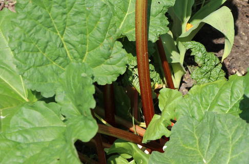 Krauser Rhabarber - Rheum rhabarbarum