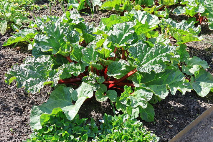 Krauser Rhabarber (Rheum rhabarbarum) - bestes Stauden-Wissen