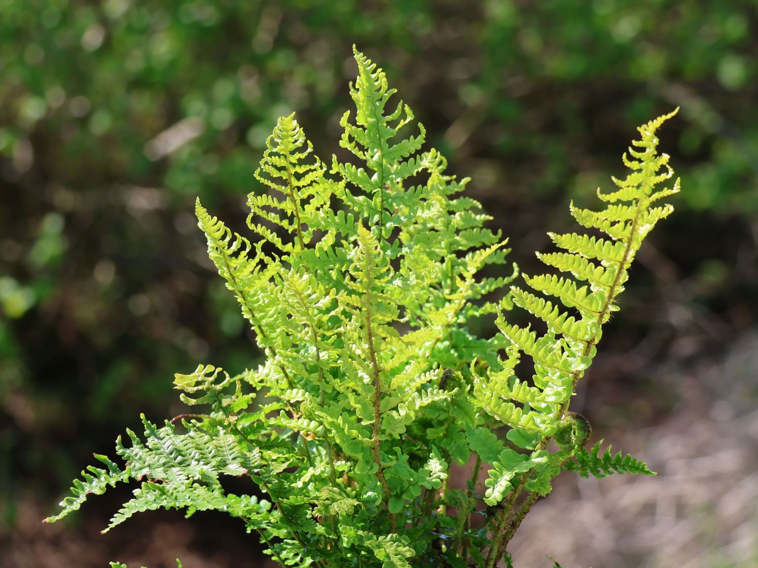 Krauser Wurmfarn 'Crispa'