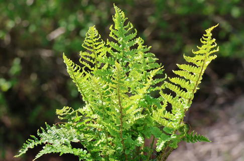 Krauser Wurmfarn 'Crispa' - Dryopteris filix-mas 'Crispa'