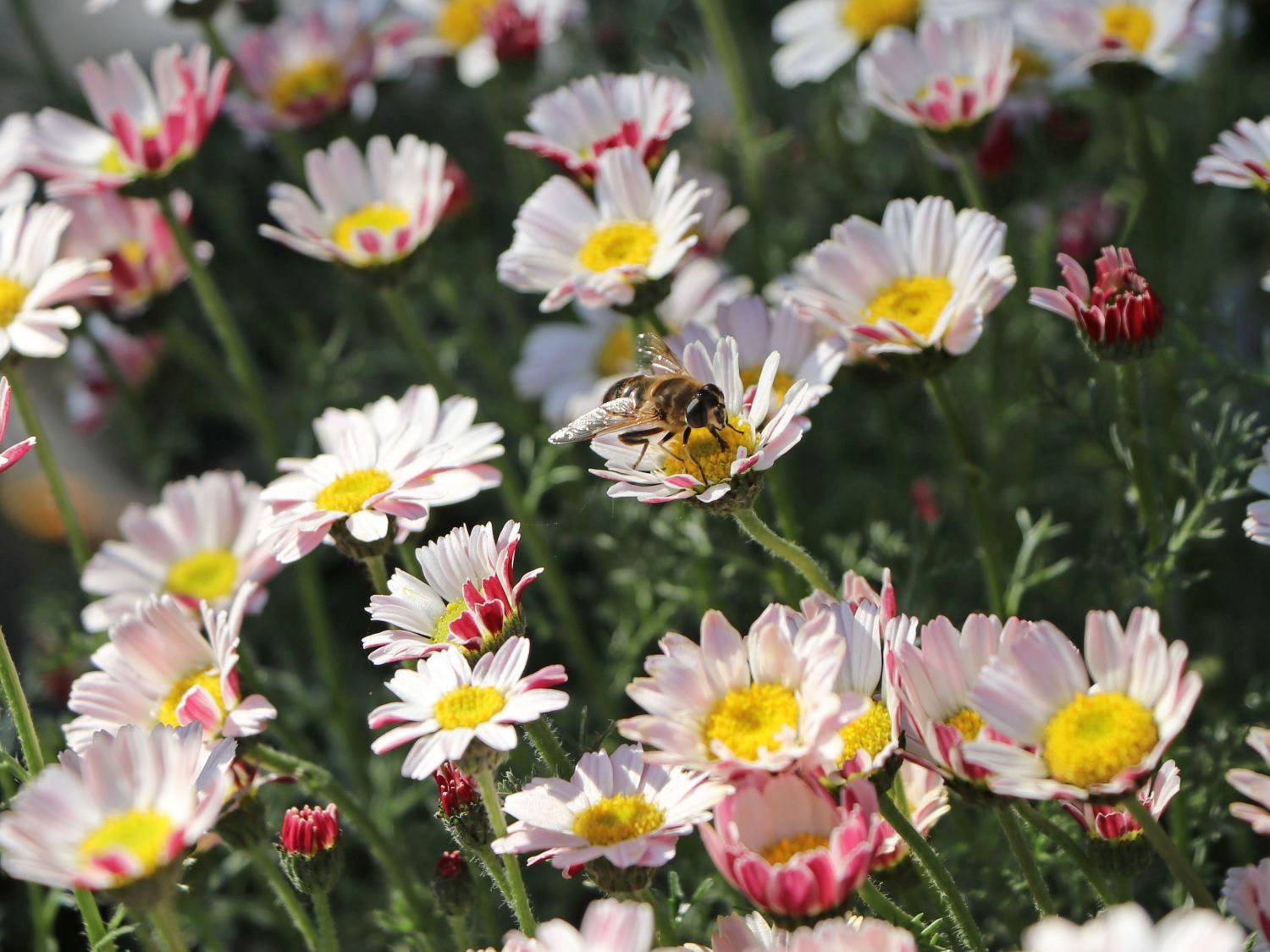 Kreisblume 'Silberkissen'
