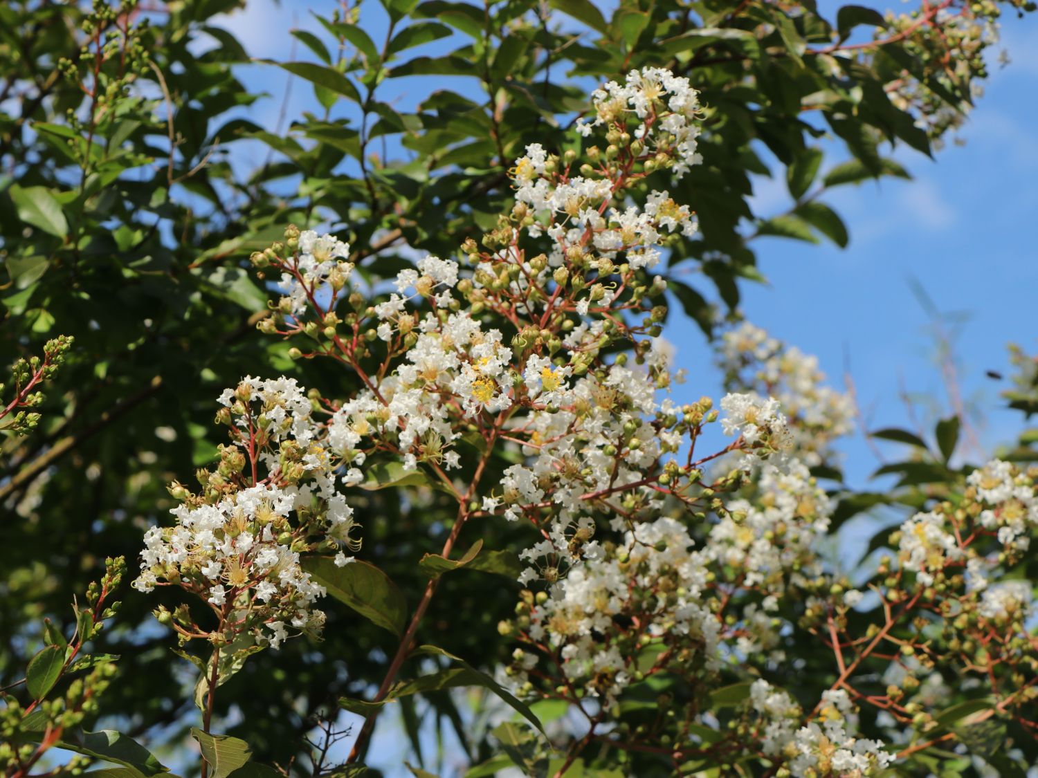 Krepp-Myrte / Kräuselmyrte 'Natchez' - Lagerstroemia indica 'Natchez'