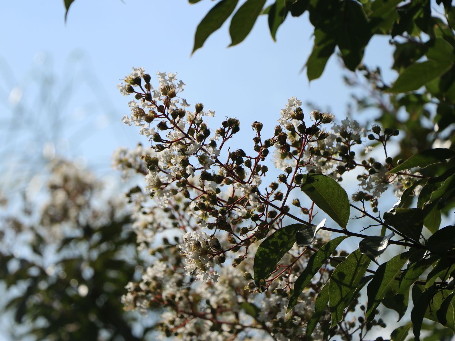 Krepp-Myrte / Kräuselmyrte 'Natchez' - Lagerstroemia indica 'Natchez'