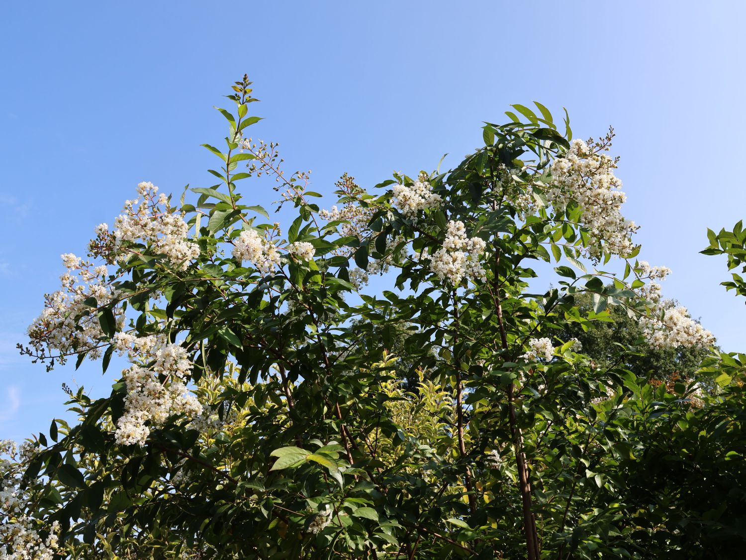 Krepp-Myrte / Kräuselmyrte 'Natchez' - Lagerstroemia indica 'Natchez'
