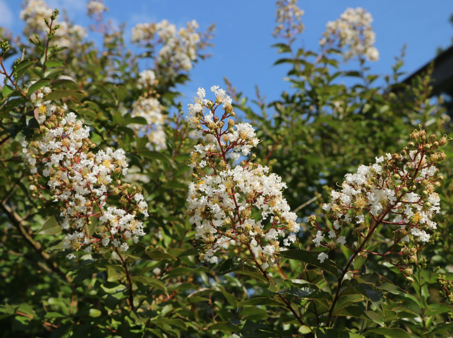 Krepp-Myrte / Kräuselmyrte 'Natchez' - Lagerstroemia indica 'Natchez'