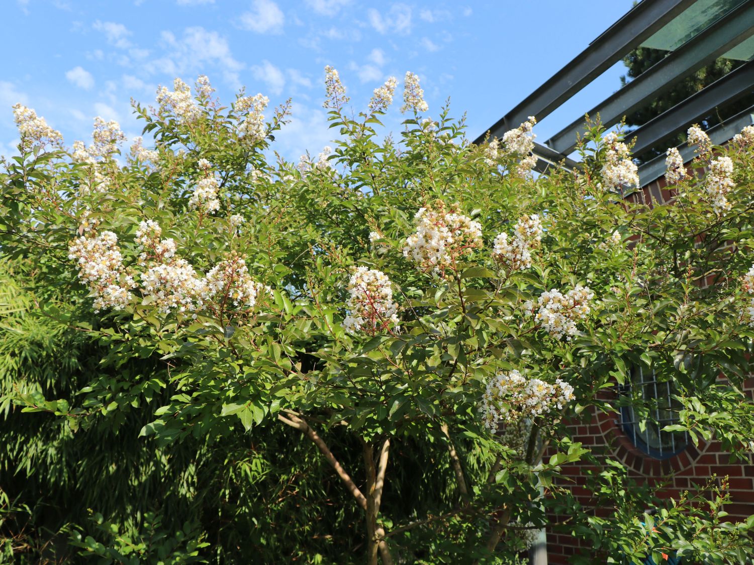 Krepp-Myrte / Kräuselmyrte 'Natchez' - Lagerstroemia indica 'Natchez'
