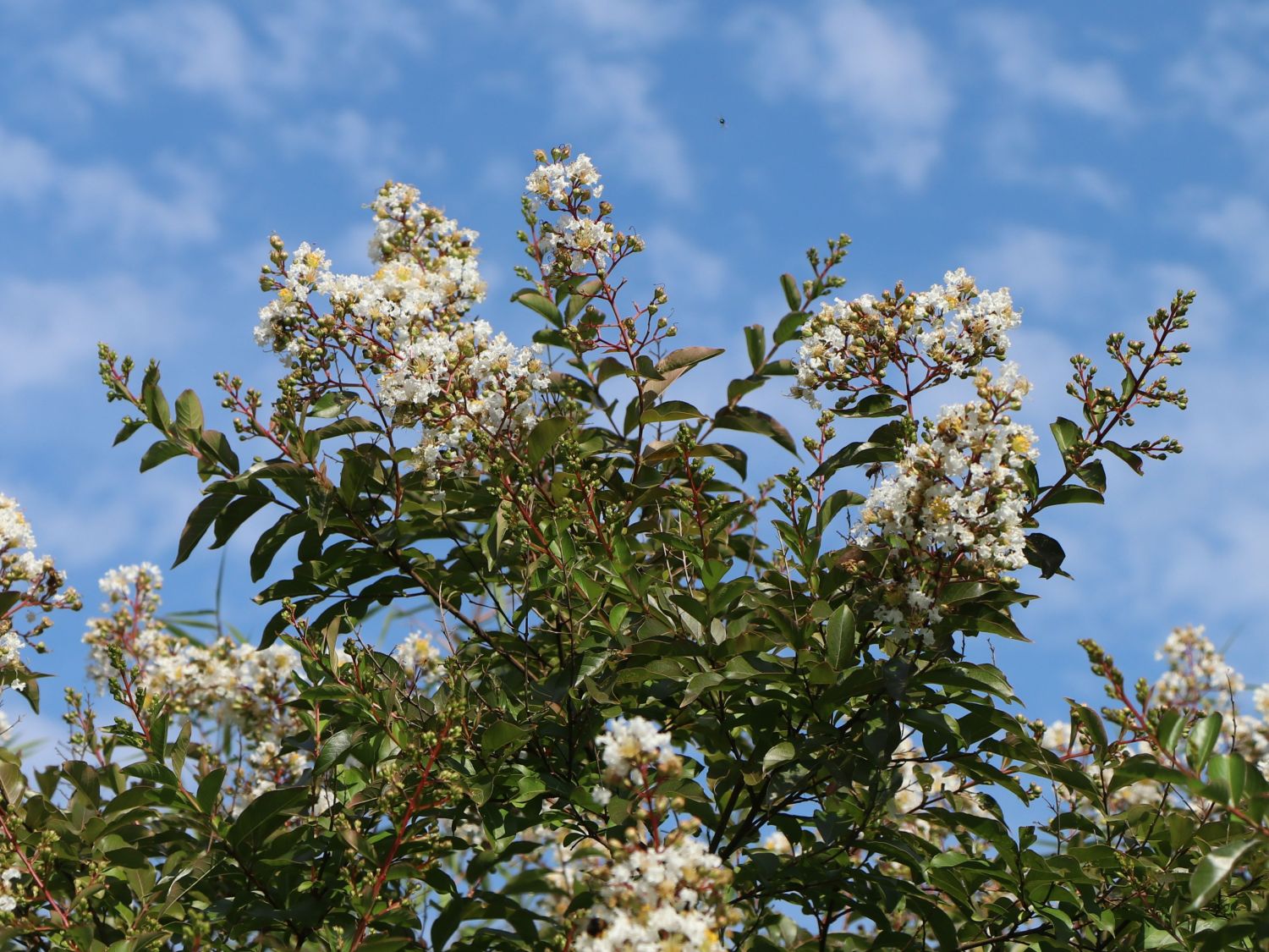 Krepp-Myrte / Kräuselmyrte 'Natchez' - Lagerstroemia indica 'Natchez'