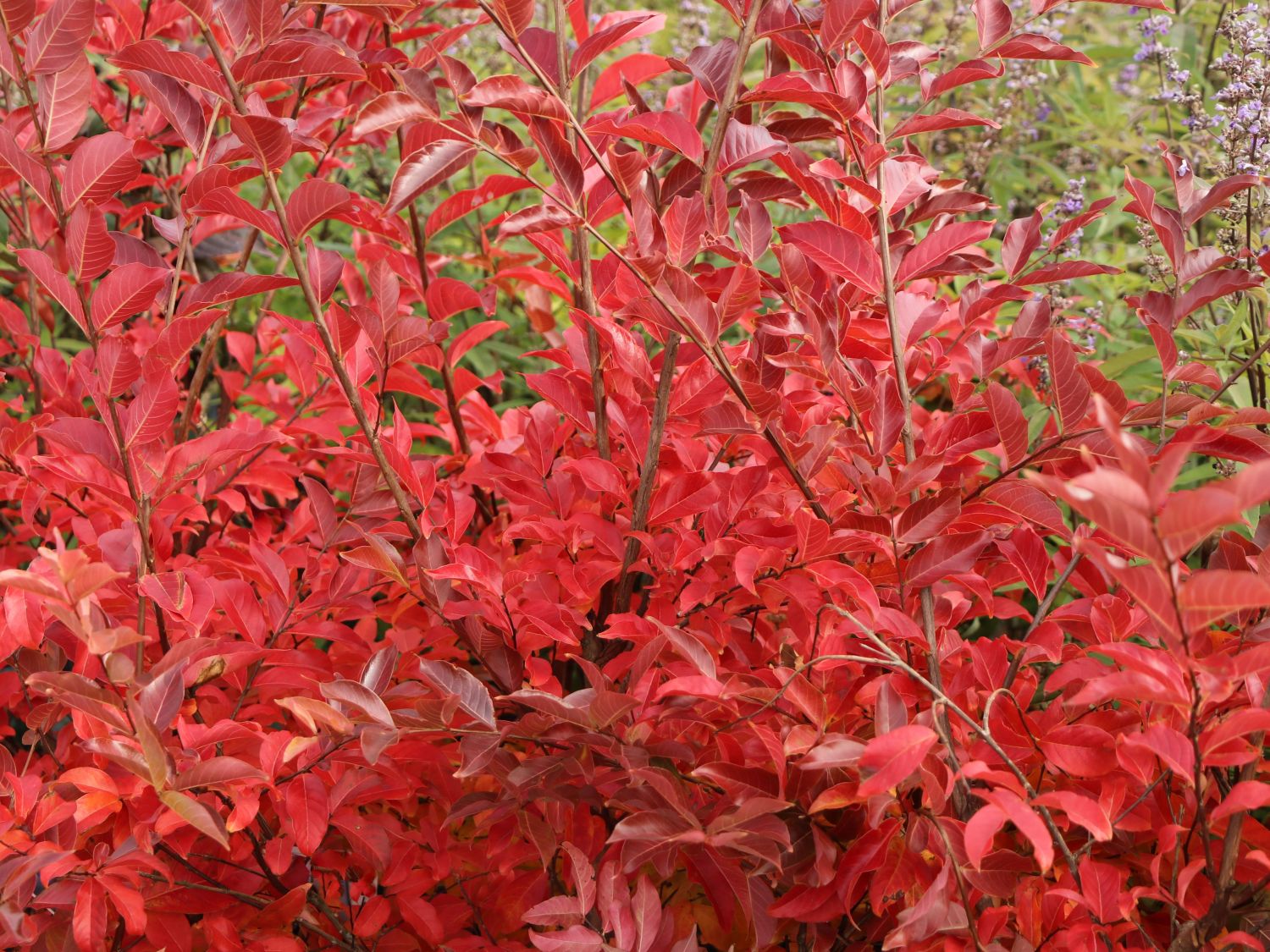 Krepp-Myrte / Kräuselmyrte 'Natchez' - Lagerstroemia indica 'Natchez'