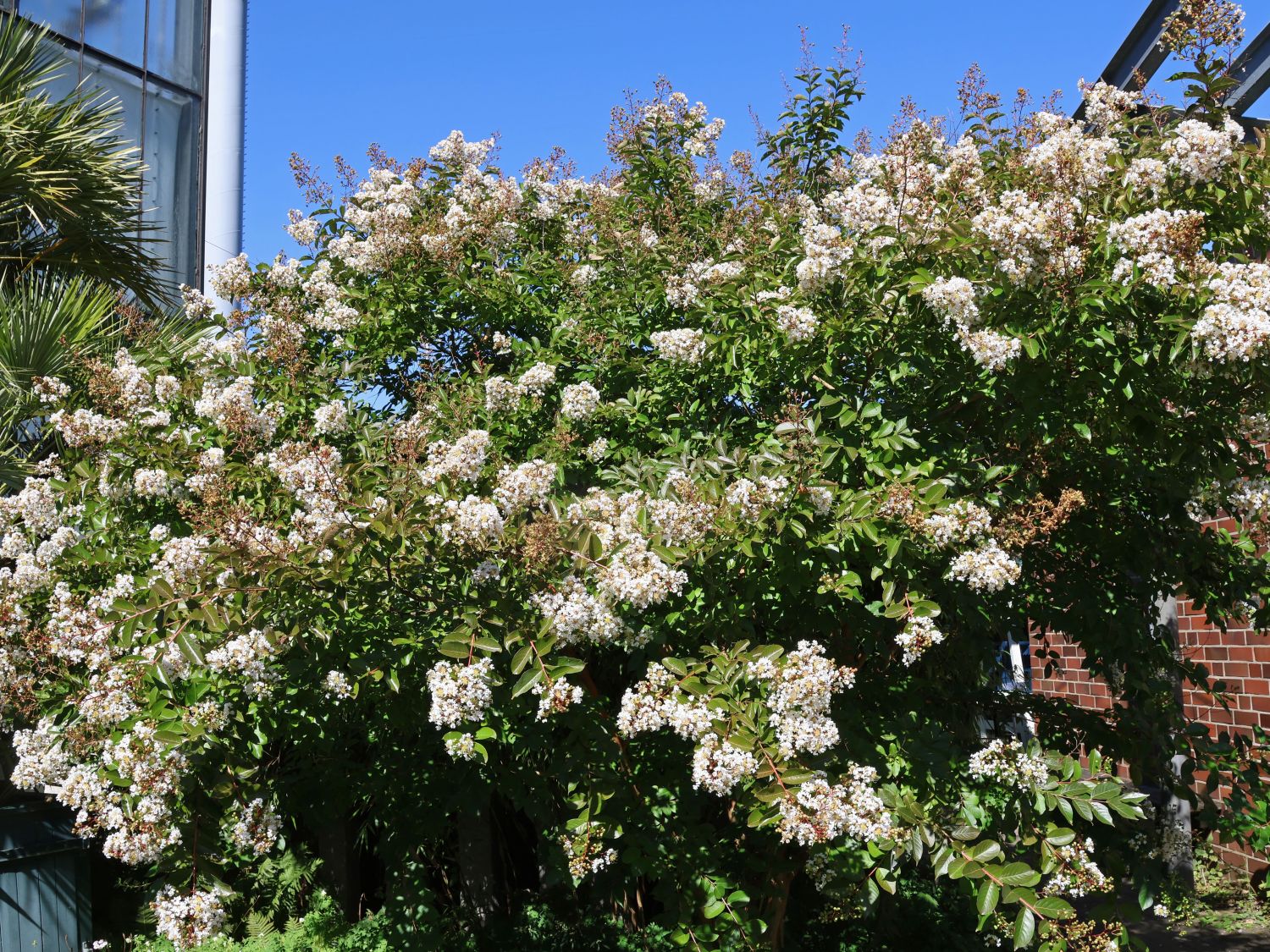 Krepp-Myrte / Kräuselmyrte 'Natchez' - Lagerstroemia indica 'Natchez'