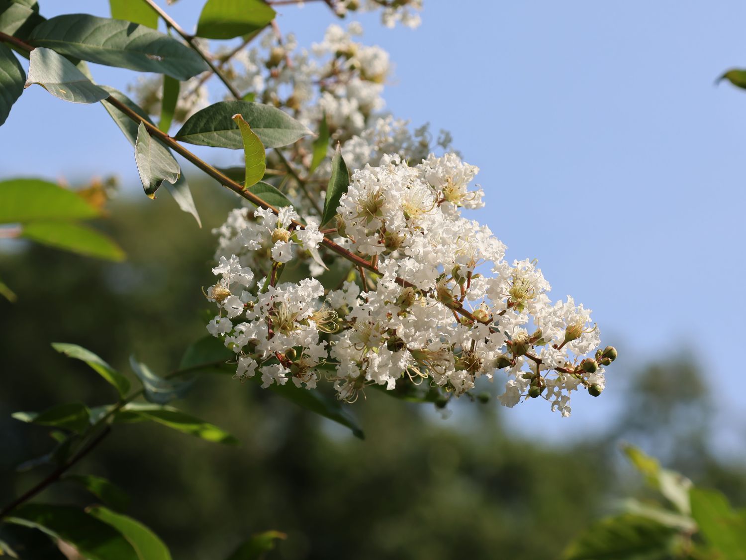 Krepp-Myrte / Kräuselmyrte 'Natchez' - Lagerstroemia indica 'Natchez'