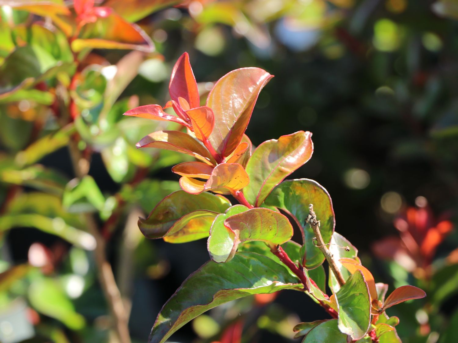 Krepp-Myrte / Kräuselmyrte 'Purple Magic' - Lagerstroemia indica 'Purple Magic'
