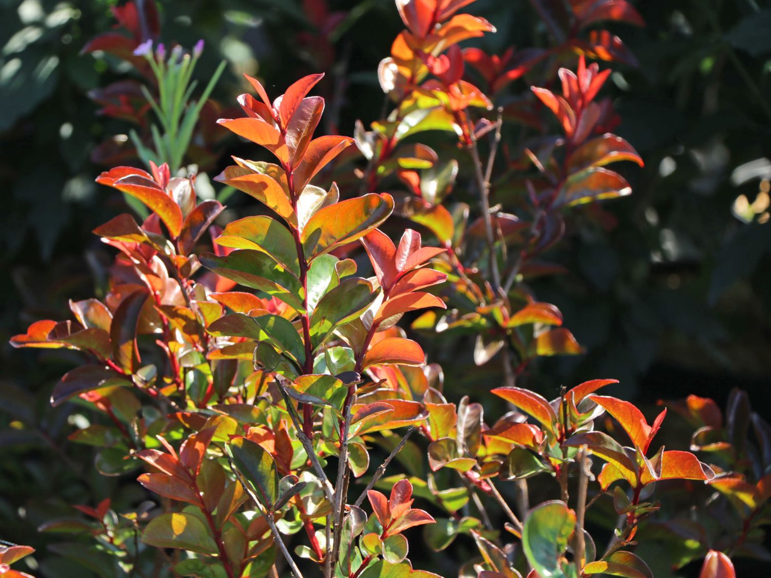 Krepp-Myrte / Kräuselmyrte 'Purple Magic' - Lagerstroemia indica 'Purple Magic'
