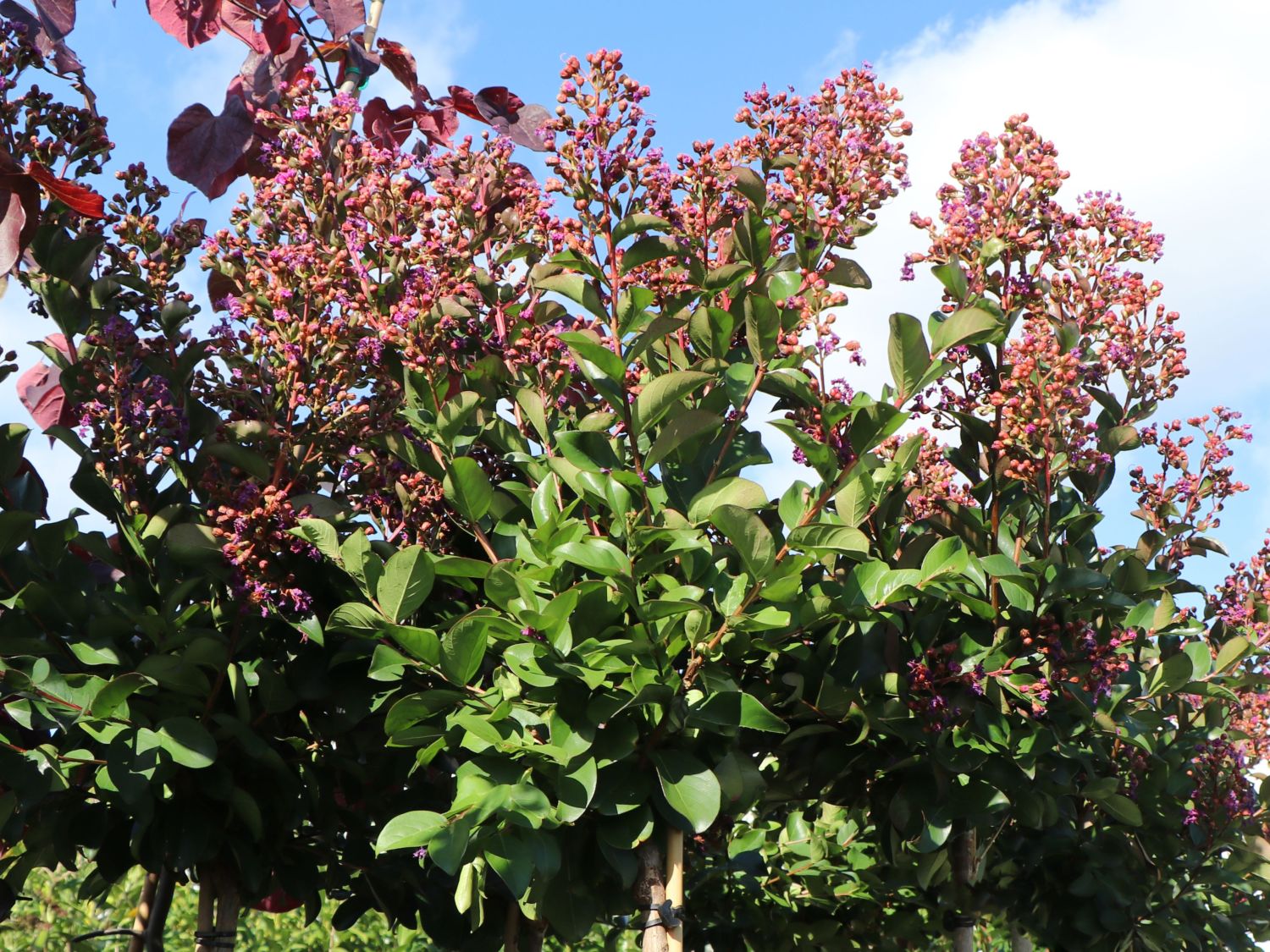 Krepp-Myrte / Kräuselmyrte 'Purple Magic' - Lagerstroemia indica 'Purple Magic'