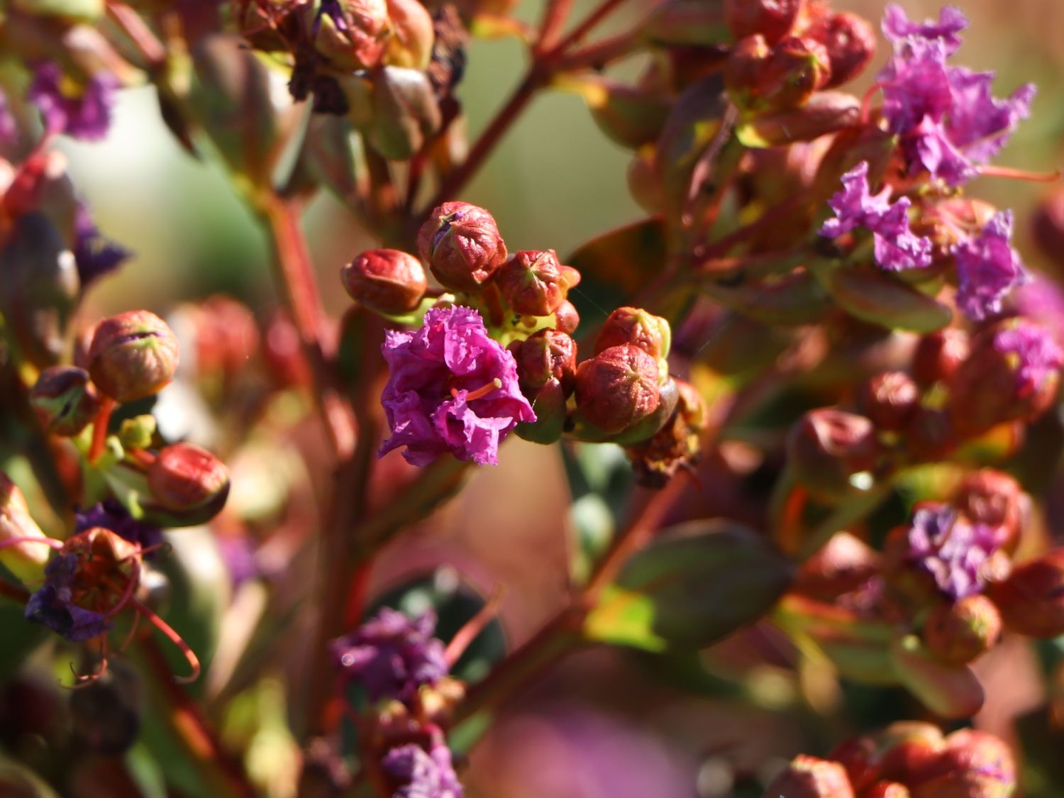 Krepp-Myrte / Kräuselmyrte 'Purple Magic' - Lagerstroemia indica 'Purple Magic'