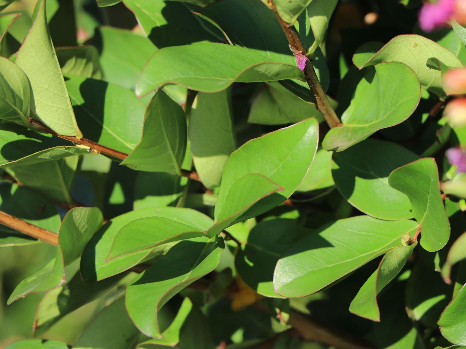 Krepp-Myrte / Kräuselmyrte 'Purple Magic' - Lagerstroemia indica 'Purple Magic'
