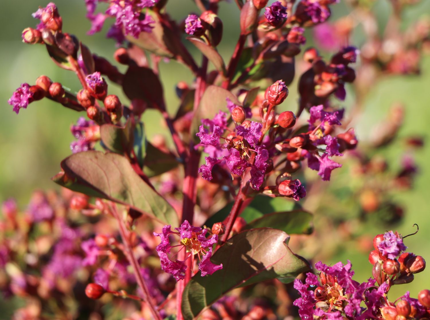 Krepp-Myrte / Kräuselmyrte 'Purple Magic' - Lagerstroemia indica 'Purple Magic'