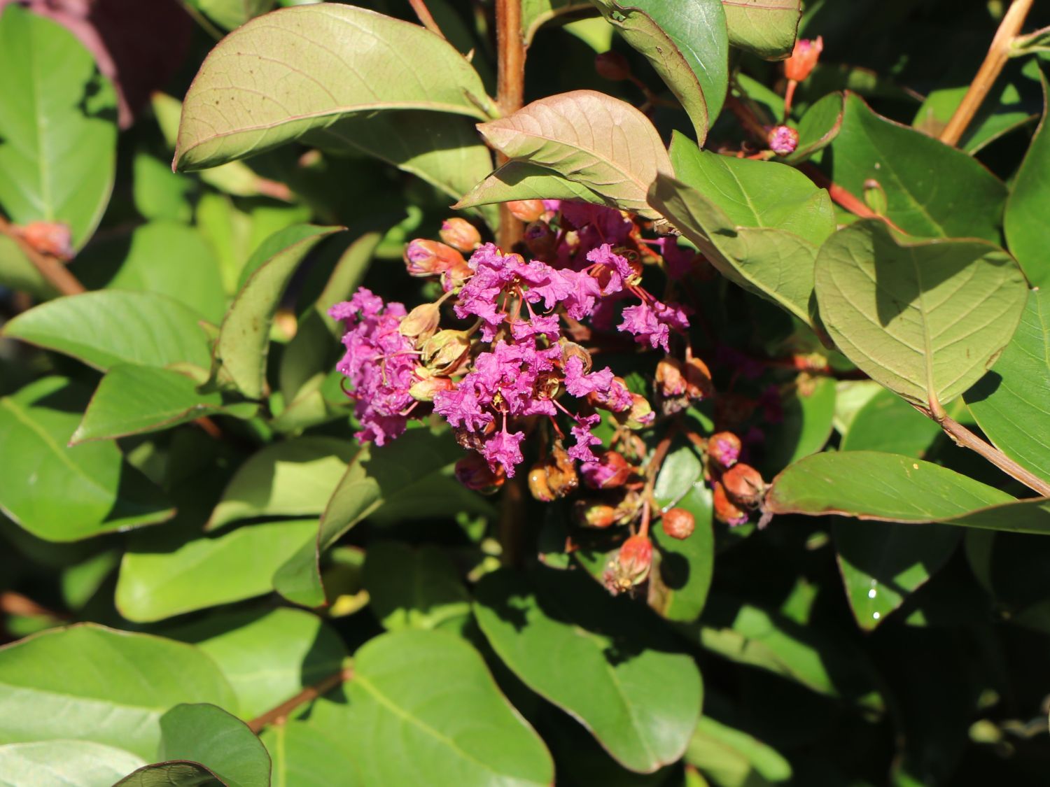 Krepp-Myrte / Kräuselmyrte 'Purple Magic' - Lagerstroemia indica 'Purple Magic'