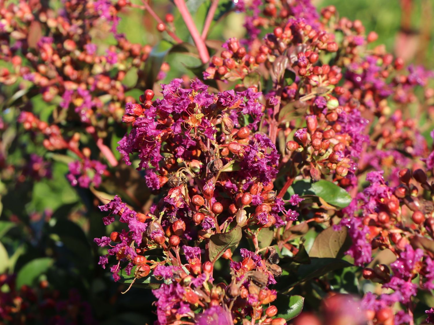 Krepp-Myrte / Kräuselmyrte 'Purple Magic' - Lagerstroemia indica 'Purple Magic'
