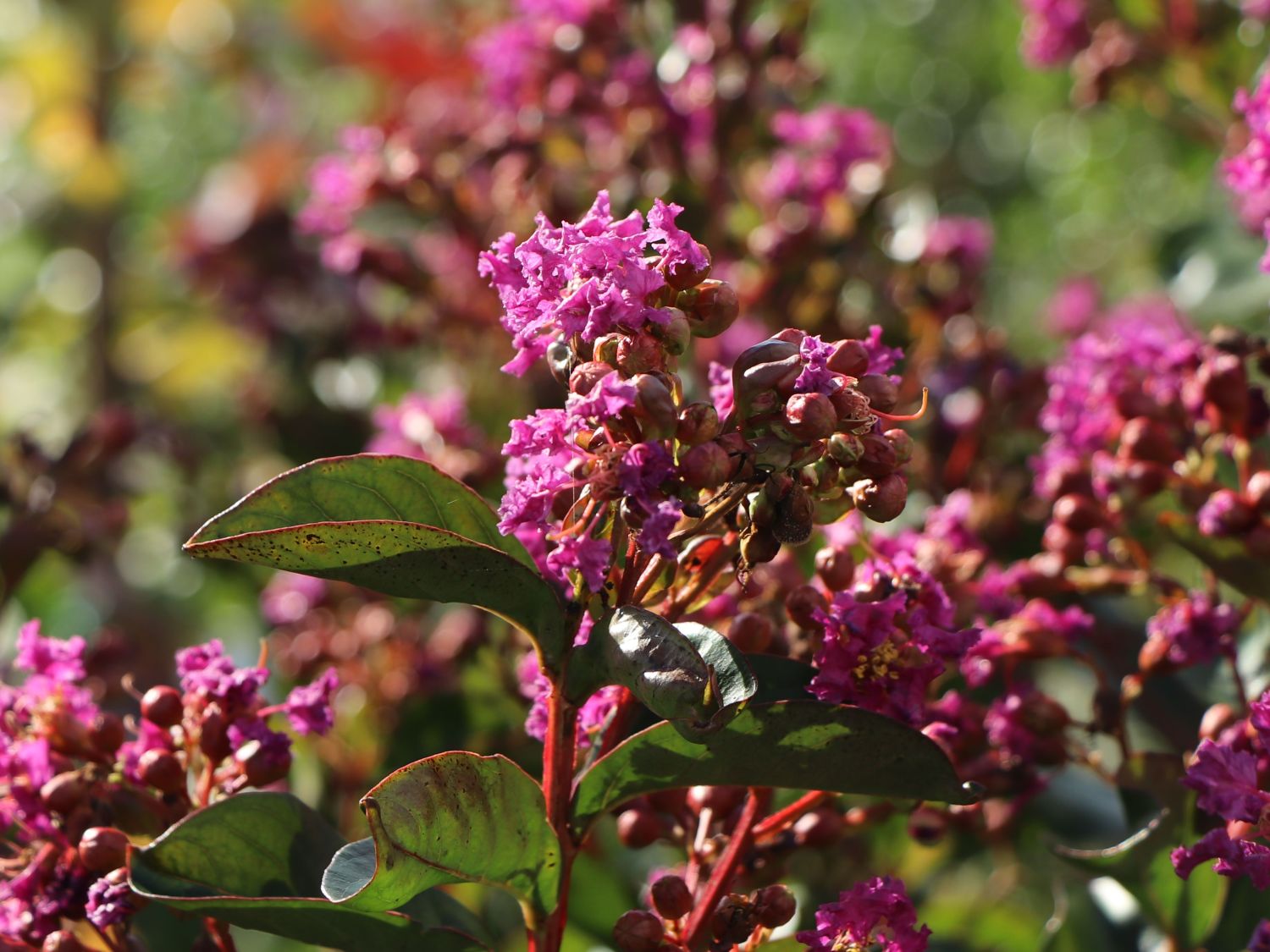 Krepp-Myrte / Kräuselmyrte 'Purple Magic' - Lagerstroemia indica 'Purple Magic'