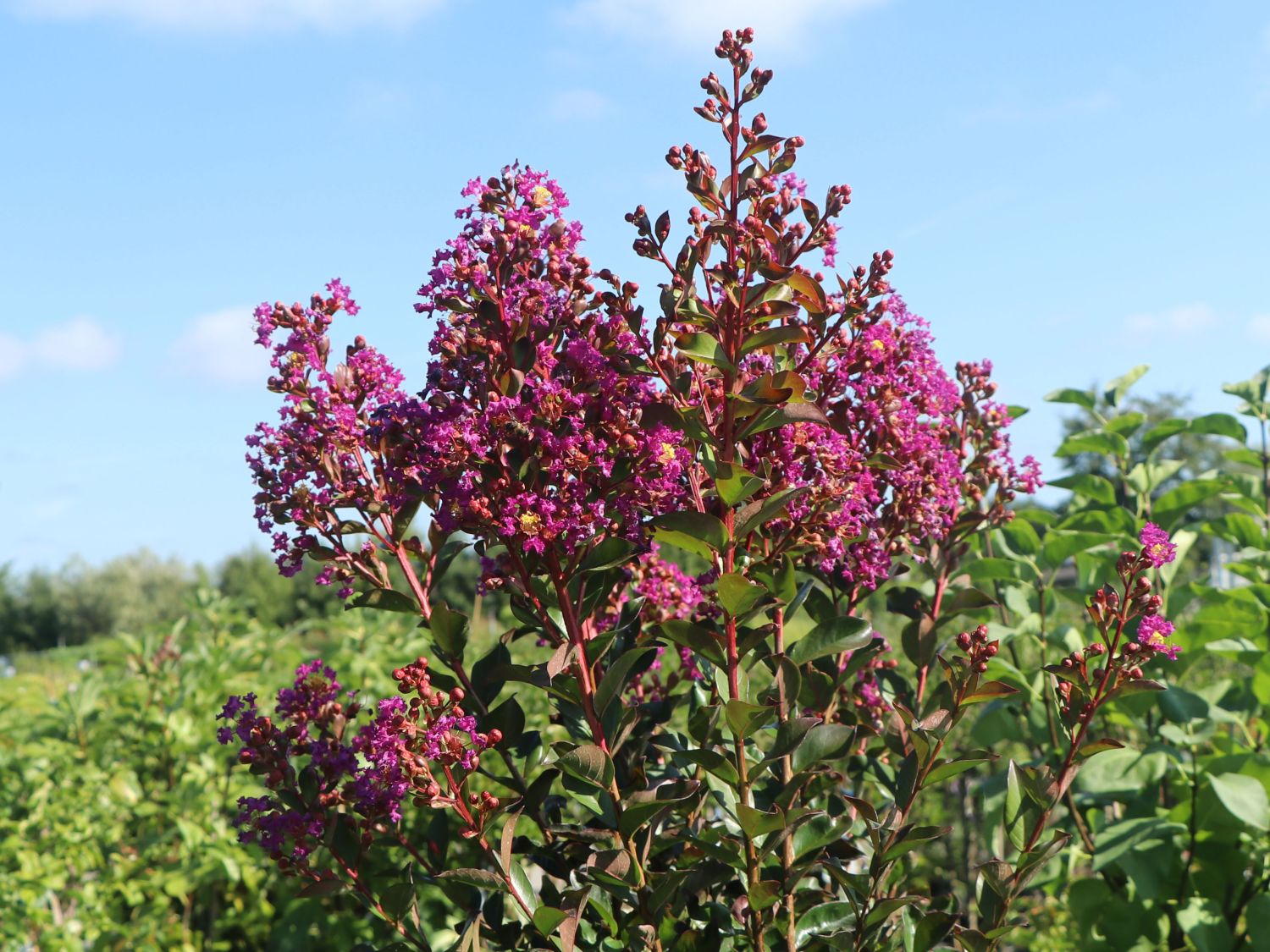 Krepp-Myrte / Kräuselmyrte 'Purple Magic' - Lagerstroemia indica 'Purple Magic'