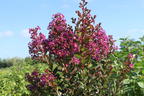 Krepp-Myrte / Kräuselmyrte 'Purple Magic' - Lagerstroemia indica 'Purple Magic'