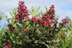 Kreppmyrte / Kräuselmyrthe FIRST EDITIONS ® 'Coral Magic' - Lagerstroemia indica FIRST EDITIONS ® 'Coral Magic'