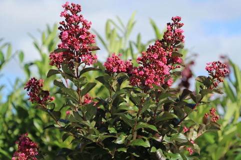 Kreppmyrte / Kräuselmyrthe FIRST EDITIONS ® 'Coral Magic' - Lagerstroemia indica FIRST EDITIONS ® 'Coral Magic'