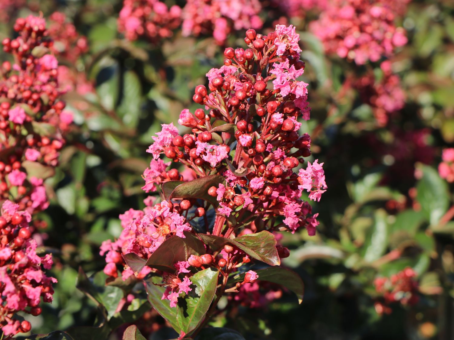 Kreppmyrte / Kräuselmyrthe FIRST EDITIONS ® 'Coral Magic' - Lagerstroemia indica FIRST EDITIONS ® 'Coral Magic'