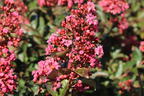 Kreppmyrte / Kräuselmyrthe FIRST EDITIONS ® 'Coral Magic' - Lagerstroemia indica FIRST EDITIONS ® 'Coral Magic'