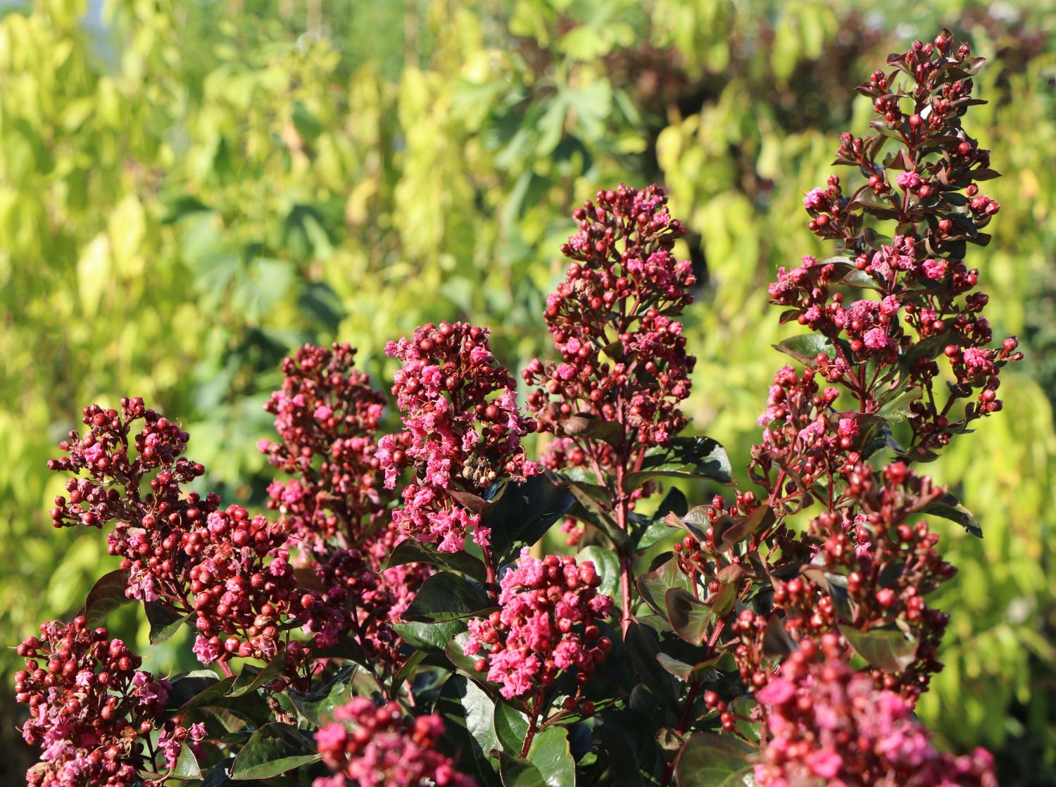 Kreppmyrte / Kräuselmyrthe FIRST EDITIONS ® 'Coral Magic' - Lagerstroemia indica FIRST EDITIONS ® 'Coral Magic'