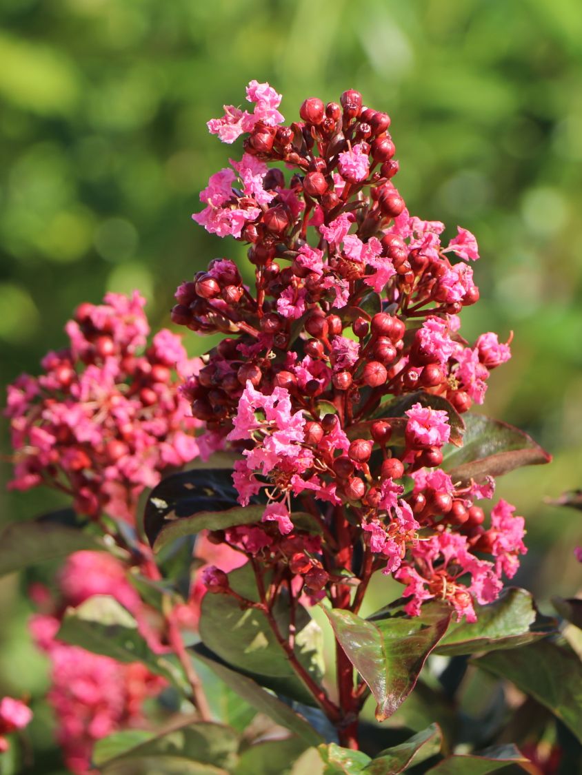 Kreppmyrte / Kräuselmyrthe FIRST EDITIONS ® 'Coral Magic' - Lagerstroemia indica FIRST EDITIONS ® 'Coral Magic'