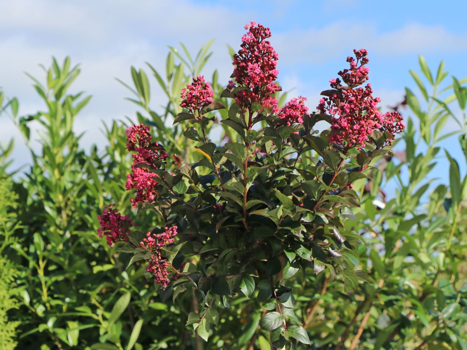 Kreppmyrte / Kräuselmyrthe FIRST EDITIONS ® 'Coral Magic' - Lagerstroemia indica FIRST EDITIONS ® 'Coral Magic'