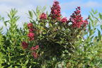 Kreppmyrte / Kräuselmyrthe FIRST EDITIONS ® 'Coral Magic' - Lagerstroemia indica FIRST EDITIONS ® 'Coral Magic'