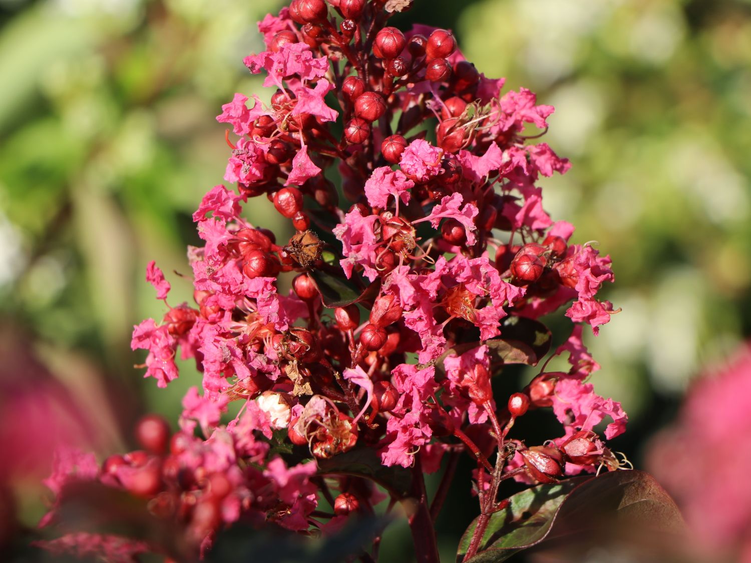Kreppmyrte / Kräuselmyrthe FIRST EDITIONS ® 'Coral Magic' - Lagerstroemia indica FIRST EDITIONS ® 'Coral Magic'