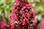 Kreppmyrte / Kräuselmyrthe FIRST EDITIONS ® 'Coral Magic' - Lagerstroemia indica FIRST EDITIONS ® 'Coral Magic'