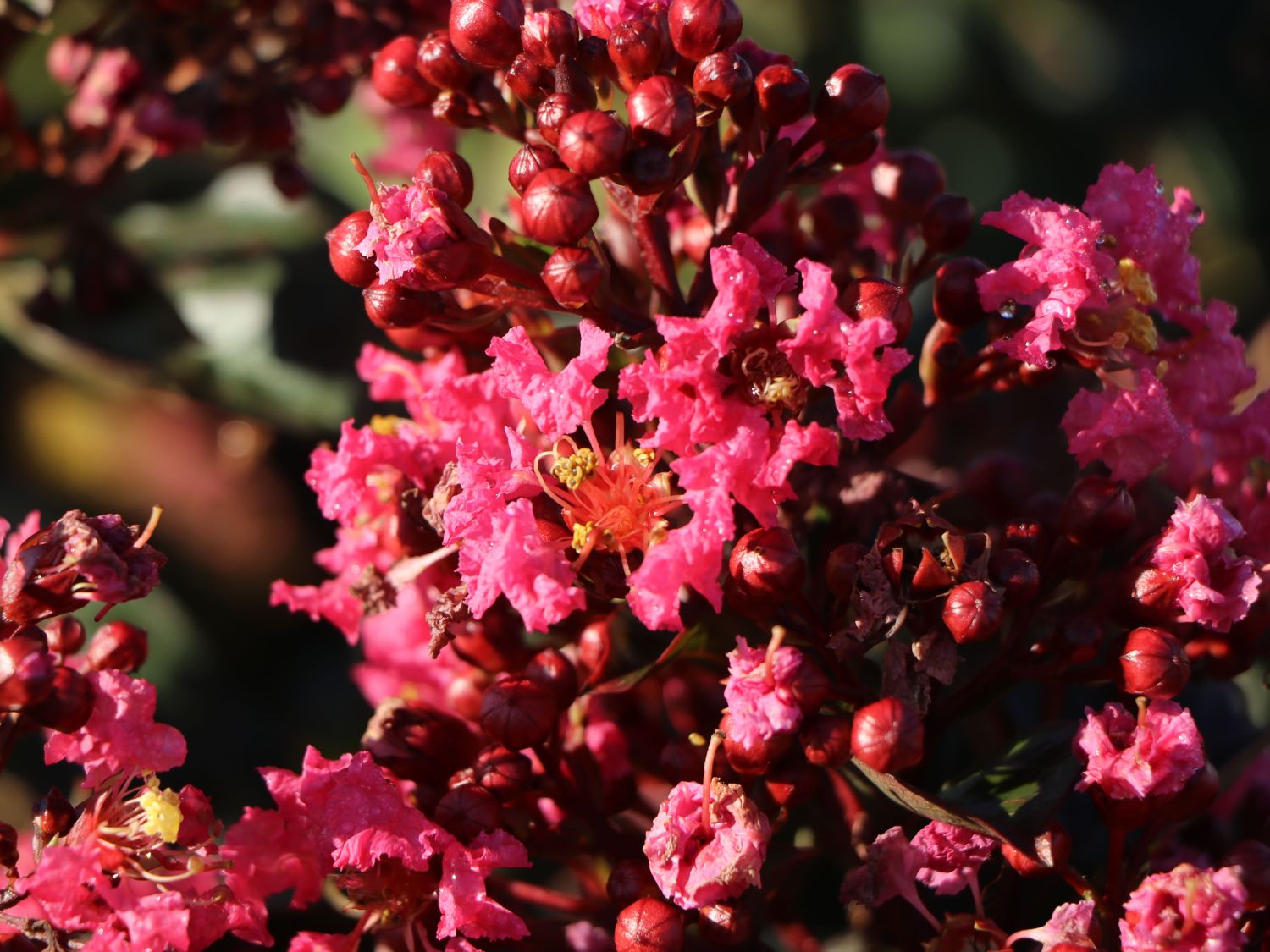 Kreppmyrte / Kräuselmyrthe FIRST EDITIONS ® 'Coral Magic' - Lagerstroemia indica FIRST EDITIONS ® 'Coral Magic'
