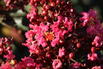 Kreppmyrte / Kräuselmyrthe FIRST EDITIONS ® 'Coral Magic' - Lagerstroemia indica FIRST EDITIONS ® 'Coral Magic'