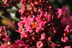 Kreppmyrte / Kräuselmyrthe FIRST EDITIONS ® 'Coral Magic' - Lagerstroemia indica FIRST EDITIONS ® 'Coral Magic'