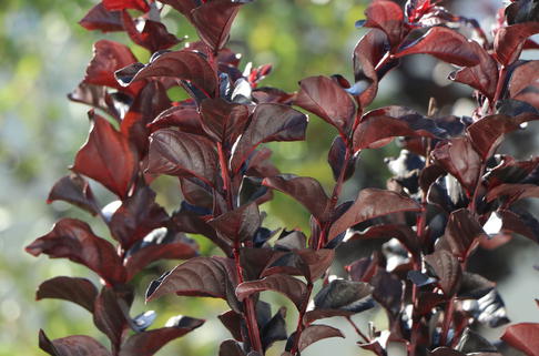 Kreppmyrte / Kräuselmyrte Black Solitaire ® 'Best Red' - Lagerstroemia indica Black Solitaire ® 'Best Red'
