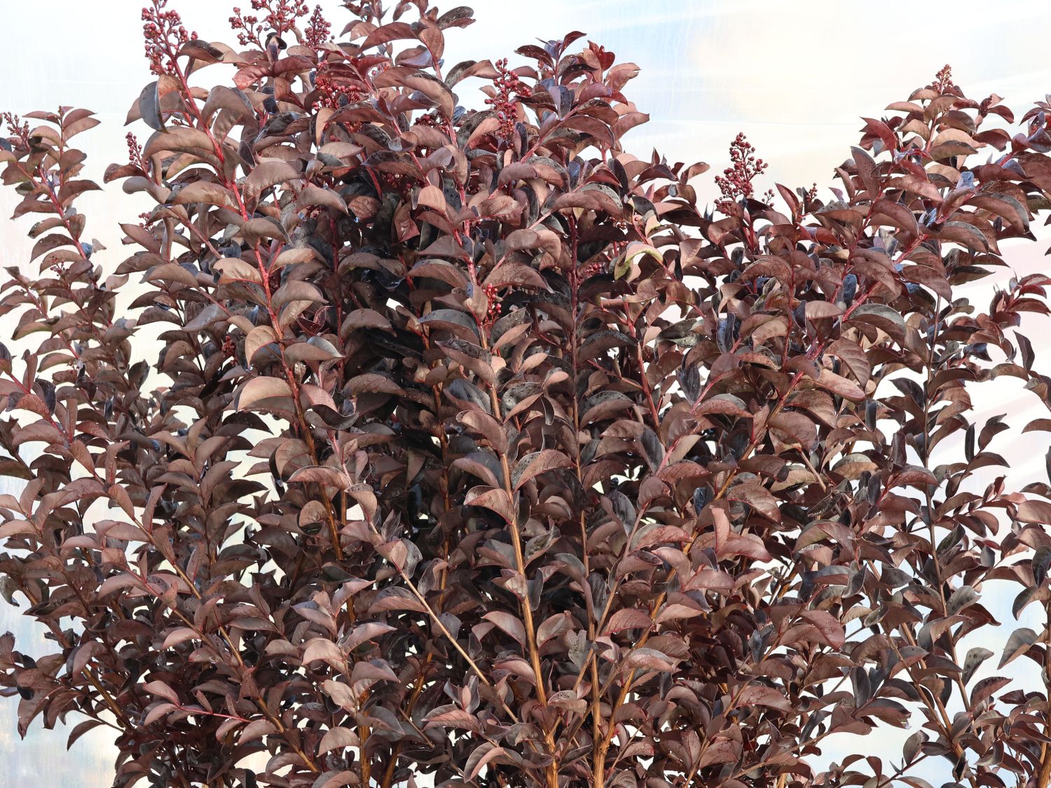 Kreppmyrthe / Kräuselmyrte 'Lavender Lace'