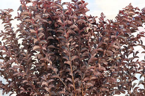 Kreppmyrthe / Kräuselmyrte 'Lavender Lace' - Lagerstroemia indica 'Lavender Lace'