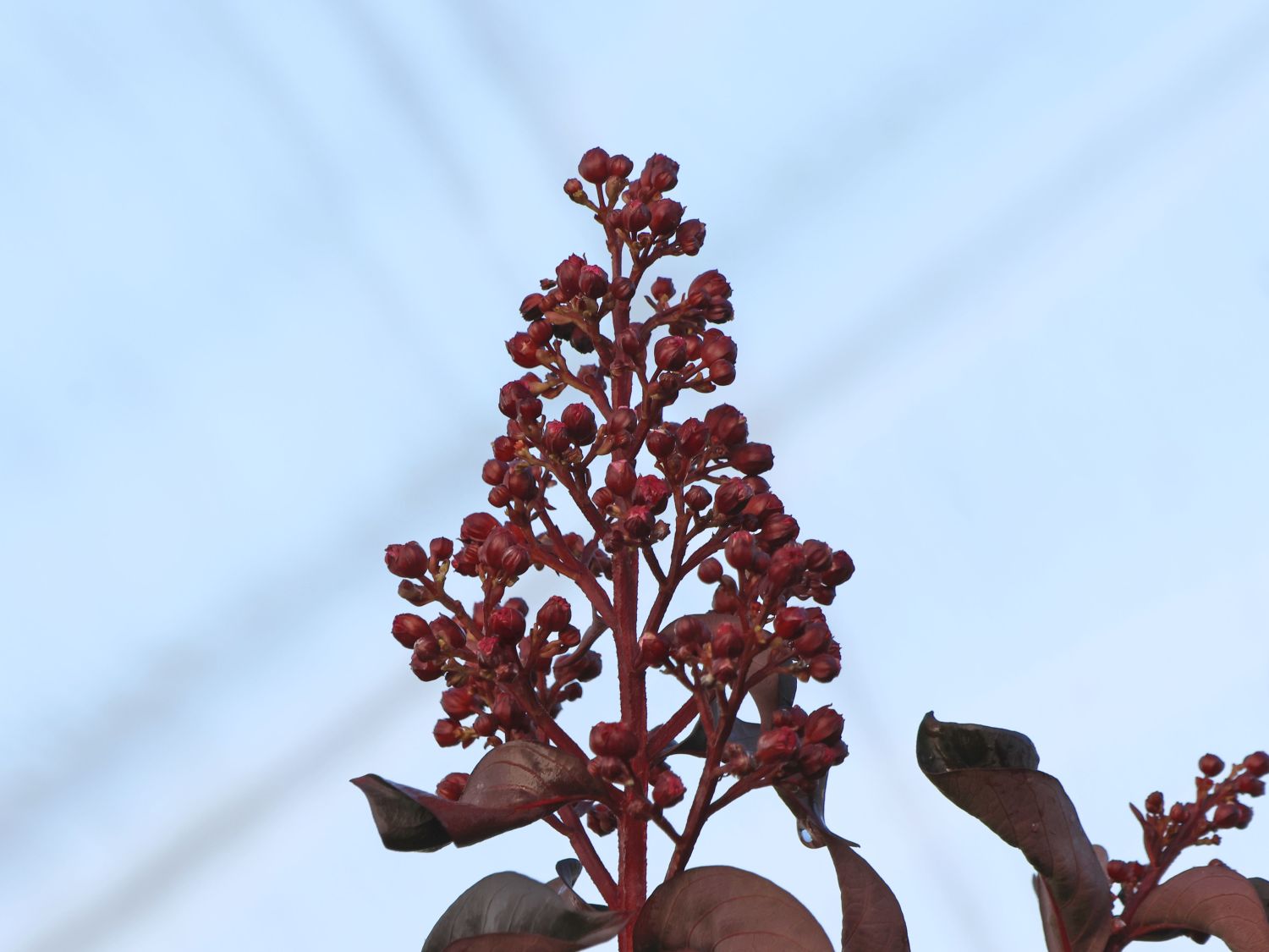 Kreppmyrthe / Kräuselmyrte 'Lavender Lace' - Lagerstroemia indica 'Lavender Lace'