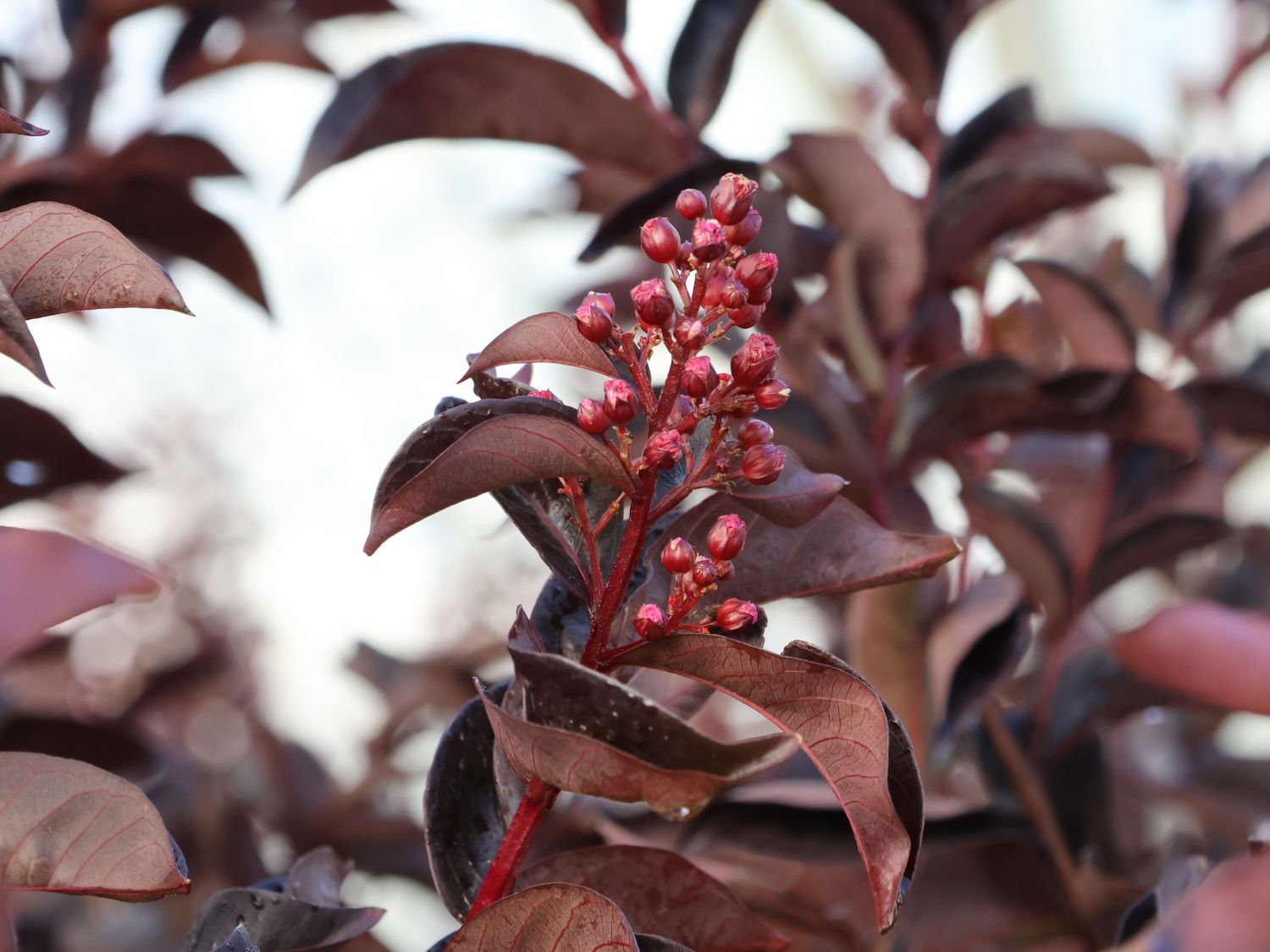 Kreppmyrthe / Kräuselmyrte 'Lavender Lace' - Lagerstroemia indica 'Lavender Lace'