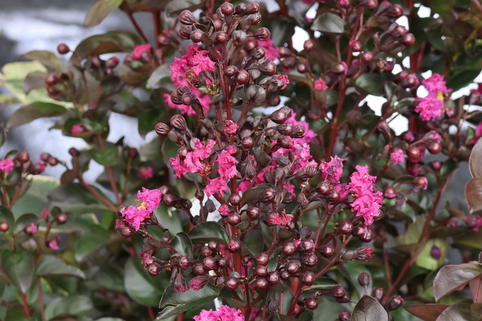 Kreppmyrthe / Kräuselmyrthe 'Rhapsodi in Blue' - Lagerstroemia indica 'Rhapsodi in Blue'