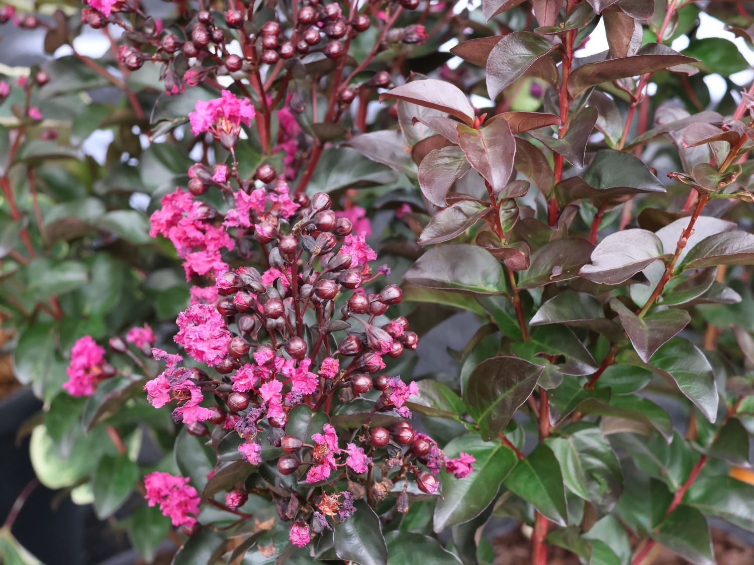 Kreppmyrthe / Kräuselmyrthe 'Rhapsodi in Blue' - Lagerstroemia indica 'Rhapsodi in Blue'