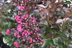 Kreppmyrthe / Kräuselmyrthe 'Rhapsodi in Blue' - Lagerstroemia indica 'Rhapsodi in Blue'