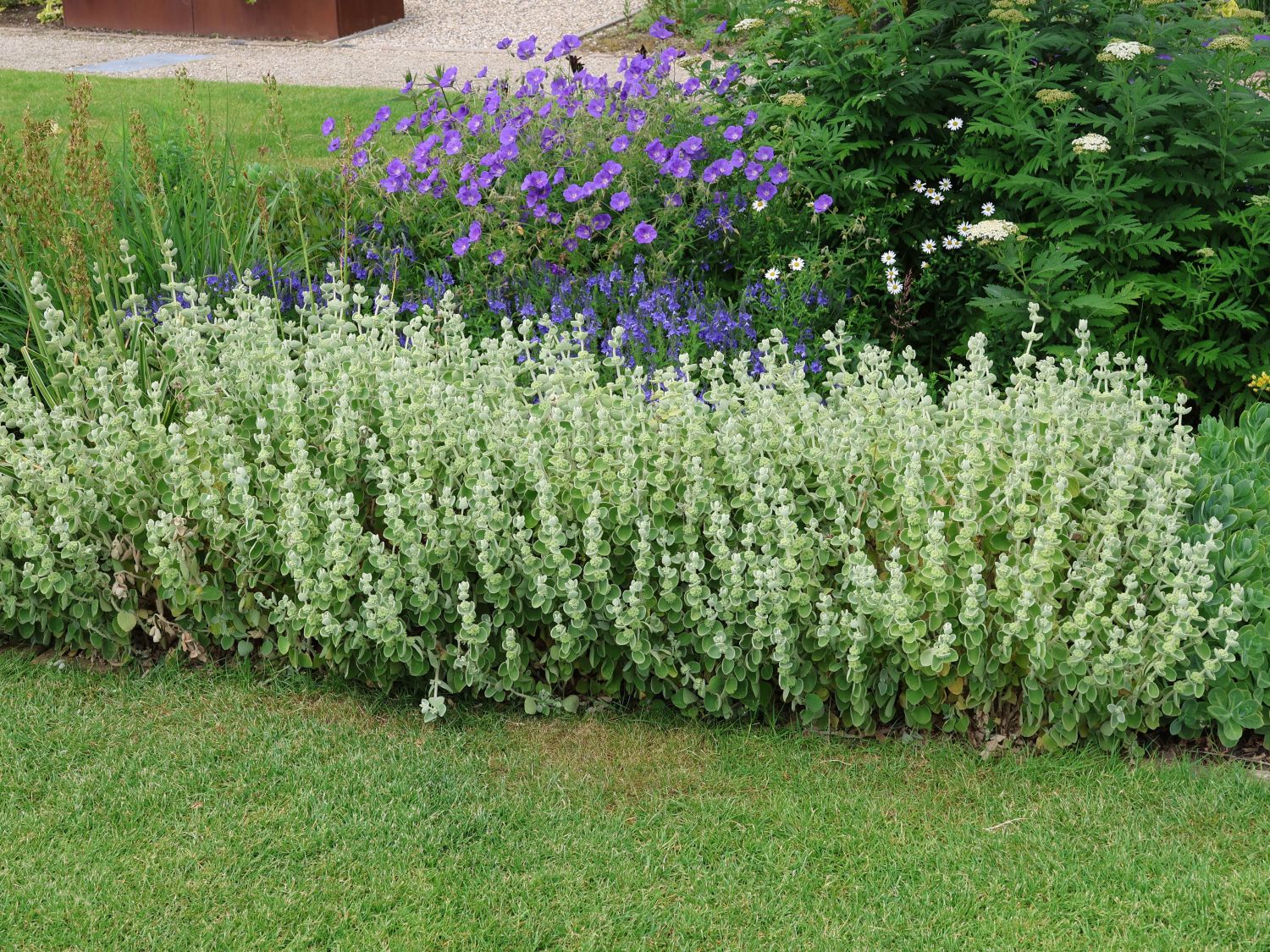 Kreta-Schwarznessel - Pseudodictamnus mediterraneus
