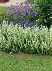 Pseudodictamnus (Pseudodictamnus)