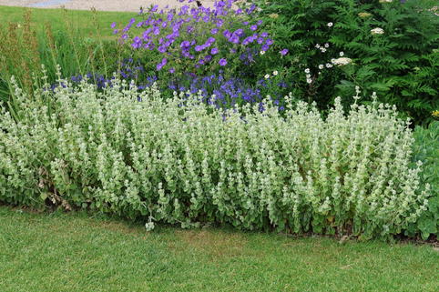 Kreta-Schwarznessel - Pseudodictamnus mediterraneus