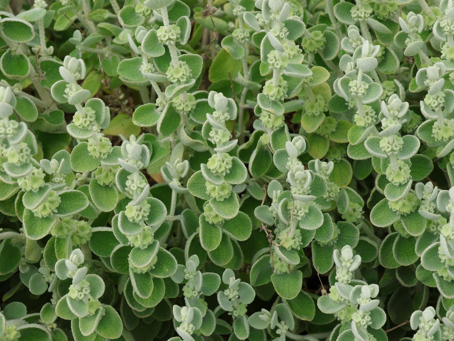 Kreta-Schwarznessel - Pseudodictamnus mediterraneus